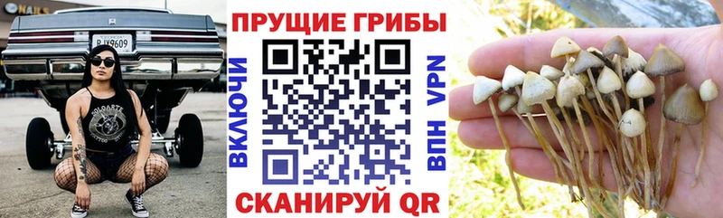 Псилоцибиновые грибы прущие грибы  Зея 